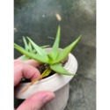 美紋蘆薈-肥咖多肉 (10/6拍) 裸根寄送-規格圖4
