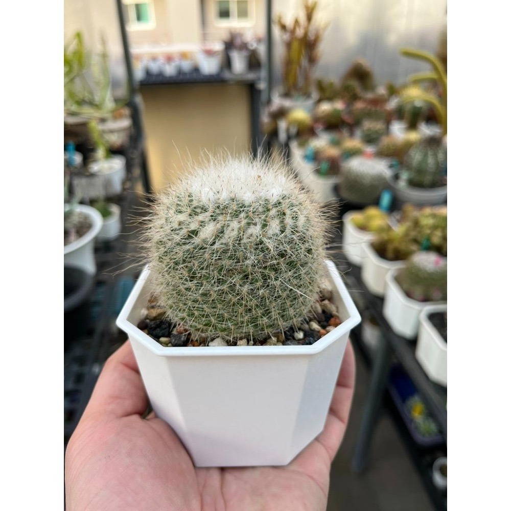 玉翁仙人掌-肥咖多肉 (10/6拍) 3.5吋 含盆寄-細節圖2