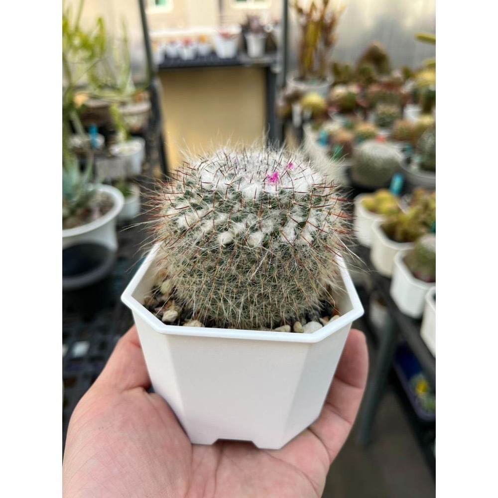 玉翁仙人掌-肥咖多肉 (10/6拍) 3.5吋 含盆寄-細節圖3