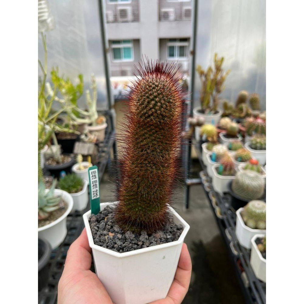 (老叢)猩猩丸仙人掌 -肥咖多肉 (10/6拍) 3.5吋 含盆寄-細節圖2