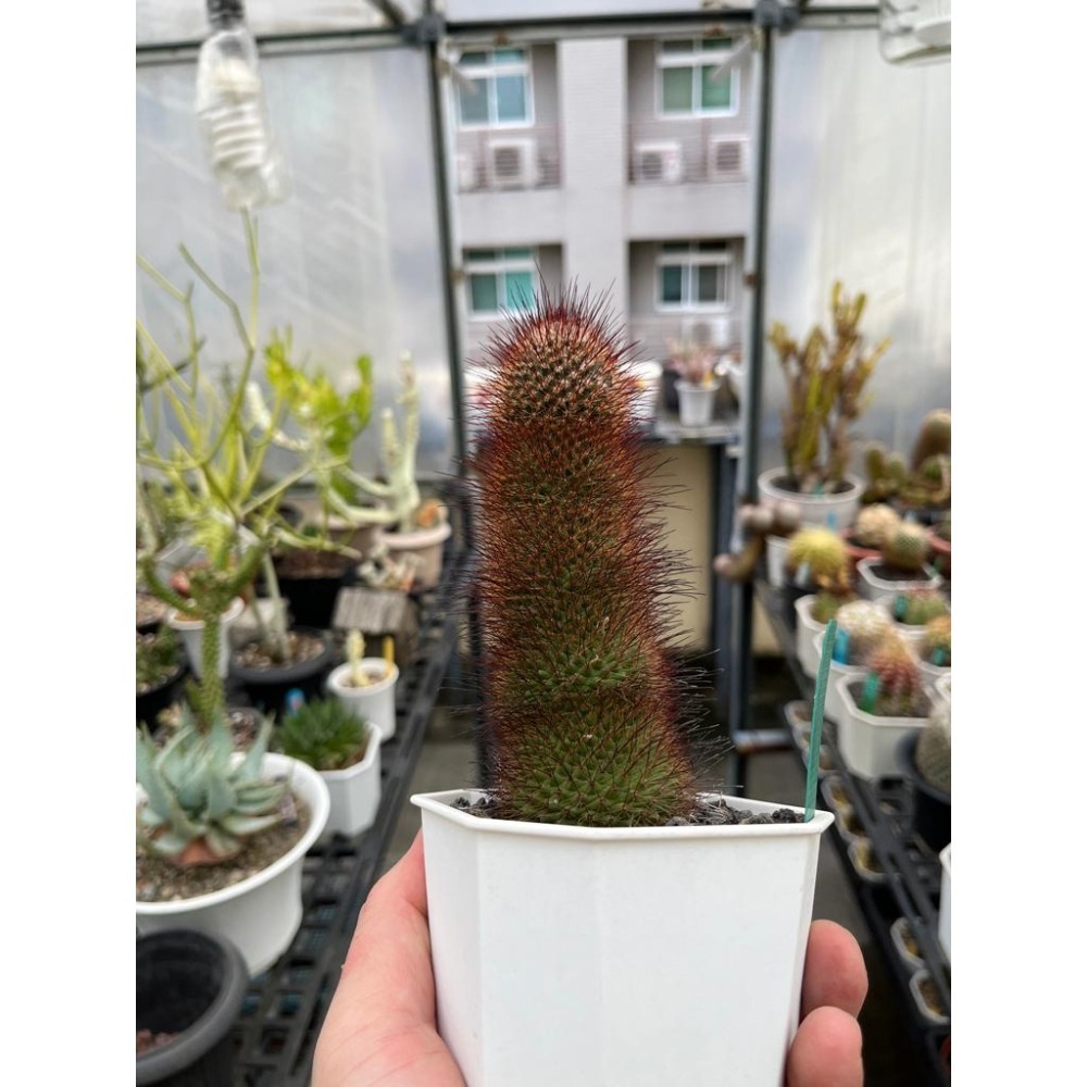 (老叢)猩猩丸仙人掌 -肥咖多肉 (10/6拍) 3.5吋 含盆寄-細節圖3