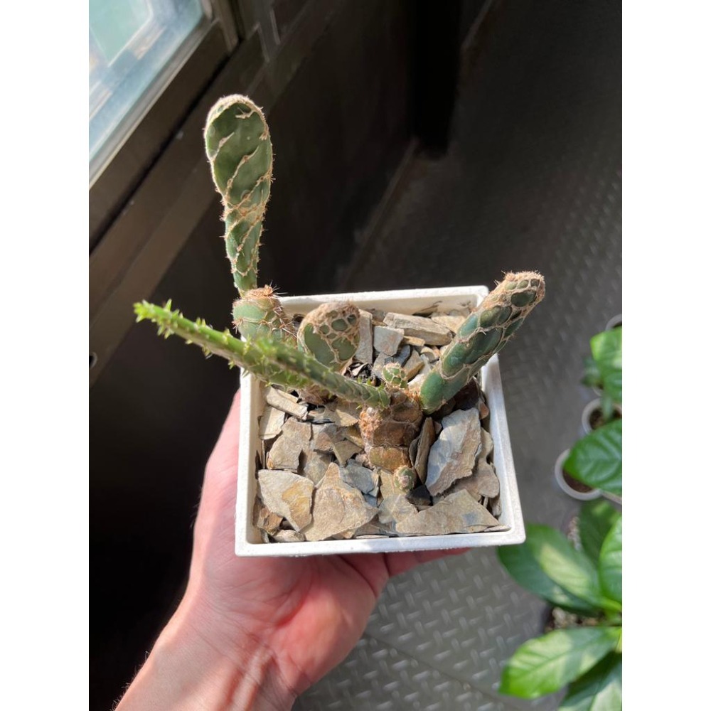 (老叢)龜甲團扇-肥咖多肉 (10/6拍) 3.5吋 含盆-細節圖2