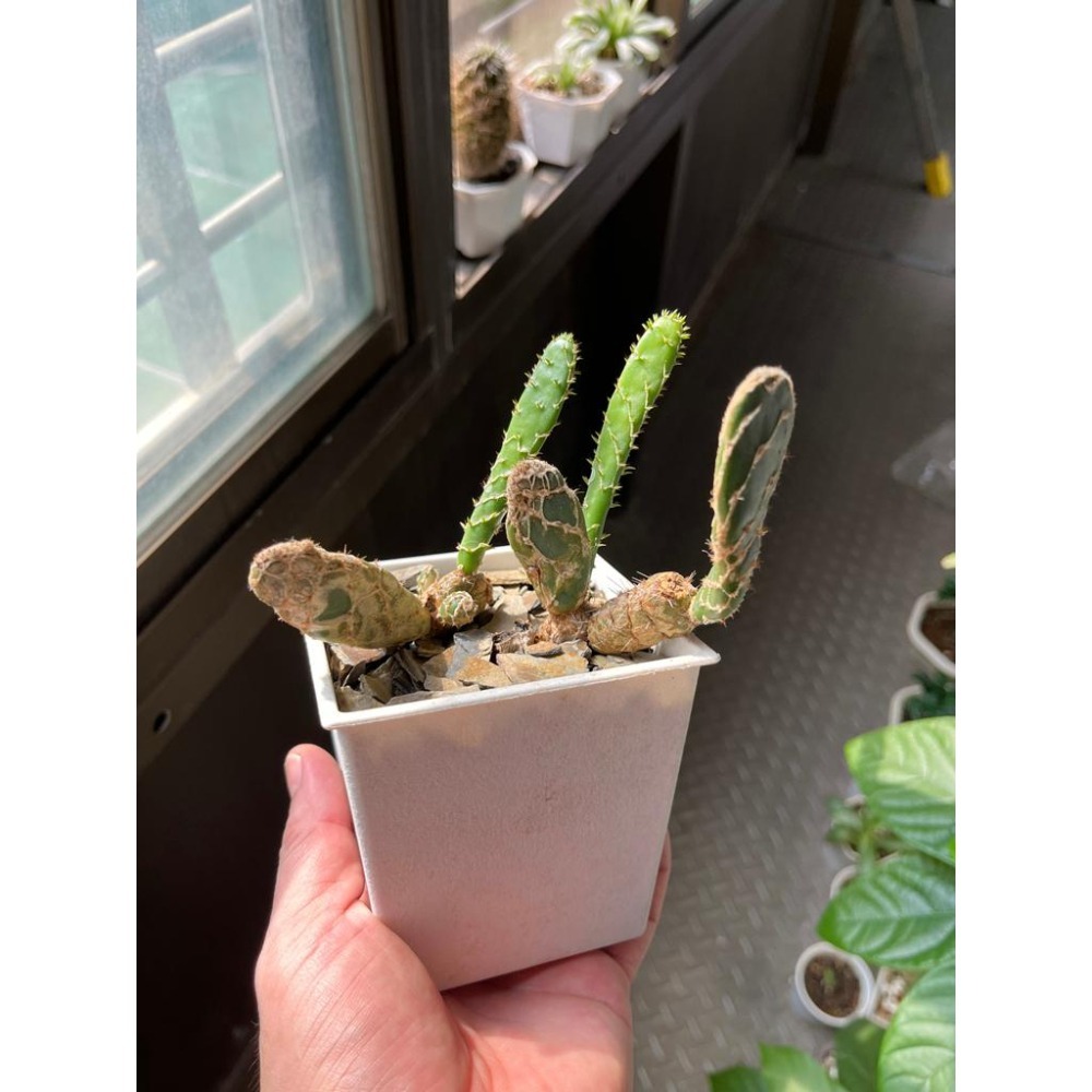 (老叢)龜甲團扇-肥咖多肉 (10/6拍) 3.5吋 含盆-細節圖3
