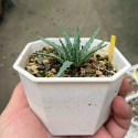帝王錦-肥咖多肉 (8/17拍) 4吋 5吋 3.5吋-規格圖6