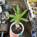 天馬空(實生)-肥咖多肉 (10/6拍) 4吋 含盆-規格圖4