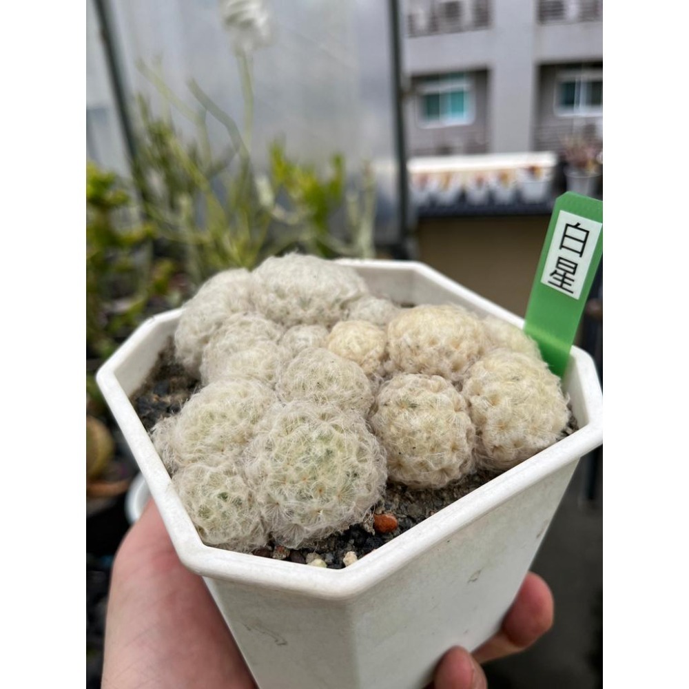 (老欉 群生)白星仙人掌-肥咖多肉 (10/6拍) 4.5吋 含盆寄-細節圖2