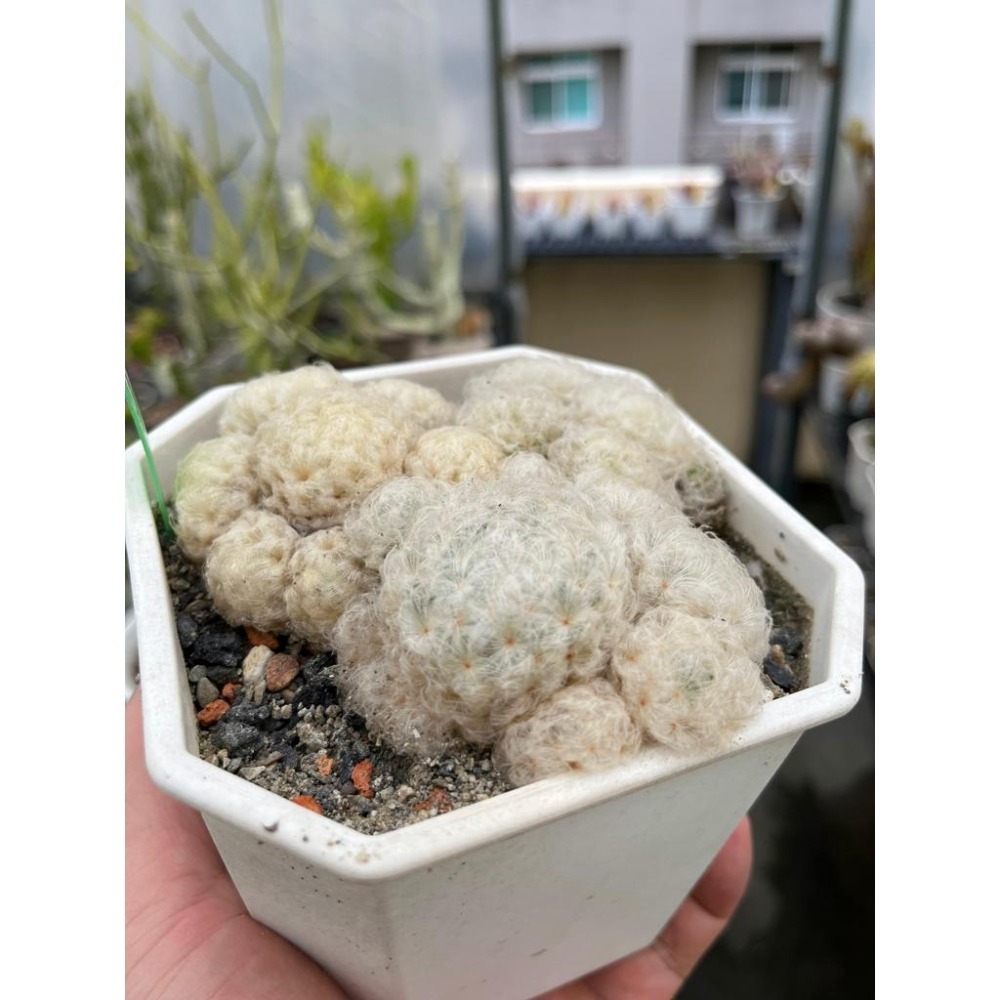 (老欉 群生)白星仙人掌-肥咖多肉 (10/6拍) 4.5吋 含盆寄-細節圖3
