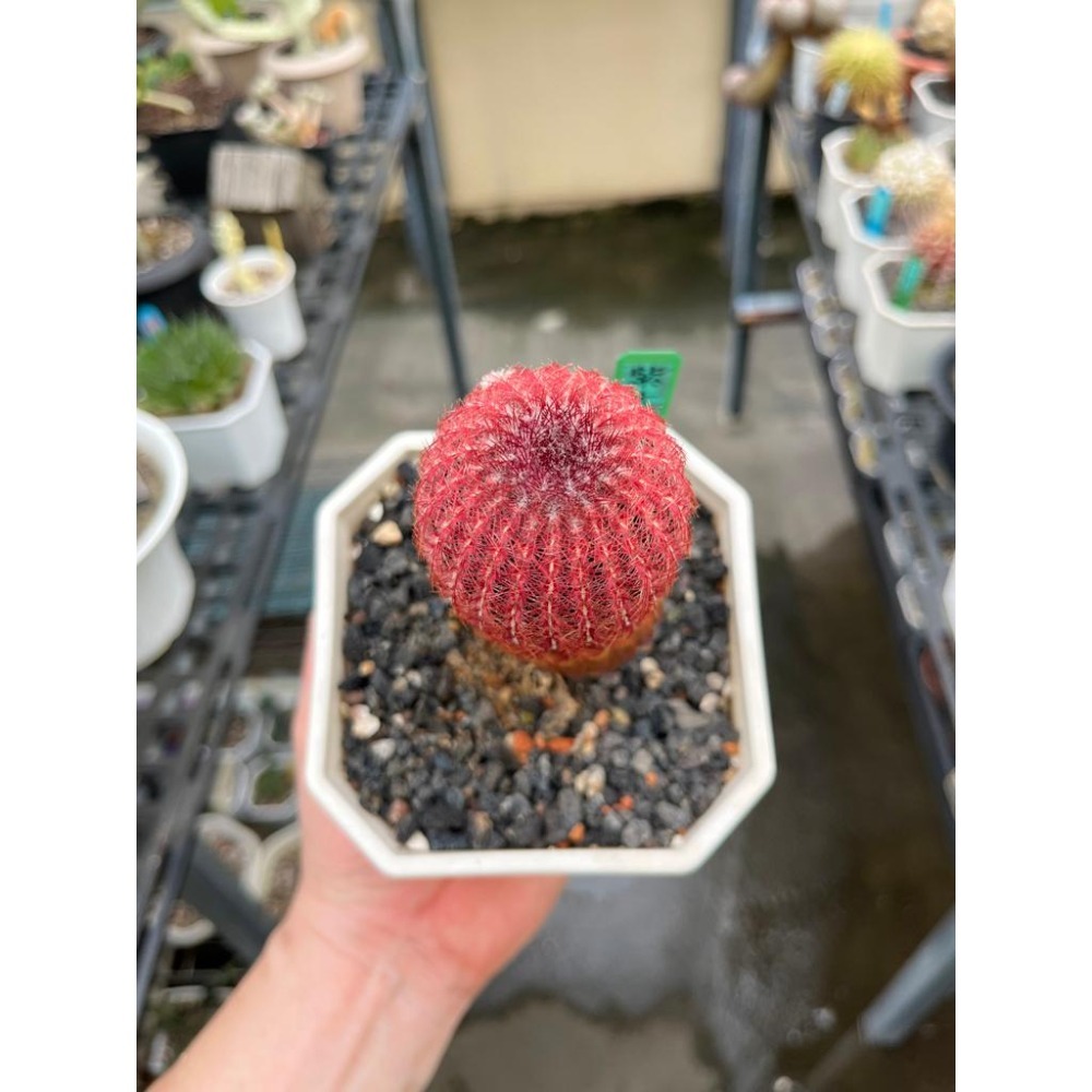 (老叢)紫太陽仙人掌-肥咖多肉 (10/6拍) 4.5吋 含盆寄-細節圖2