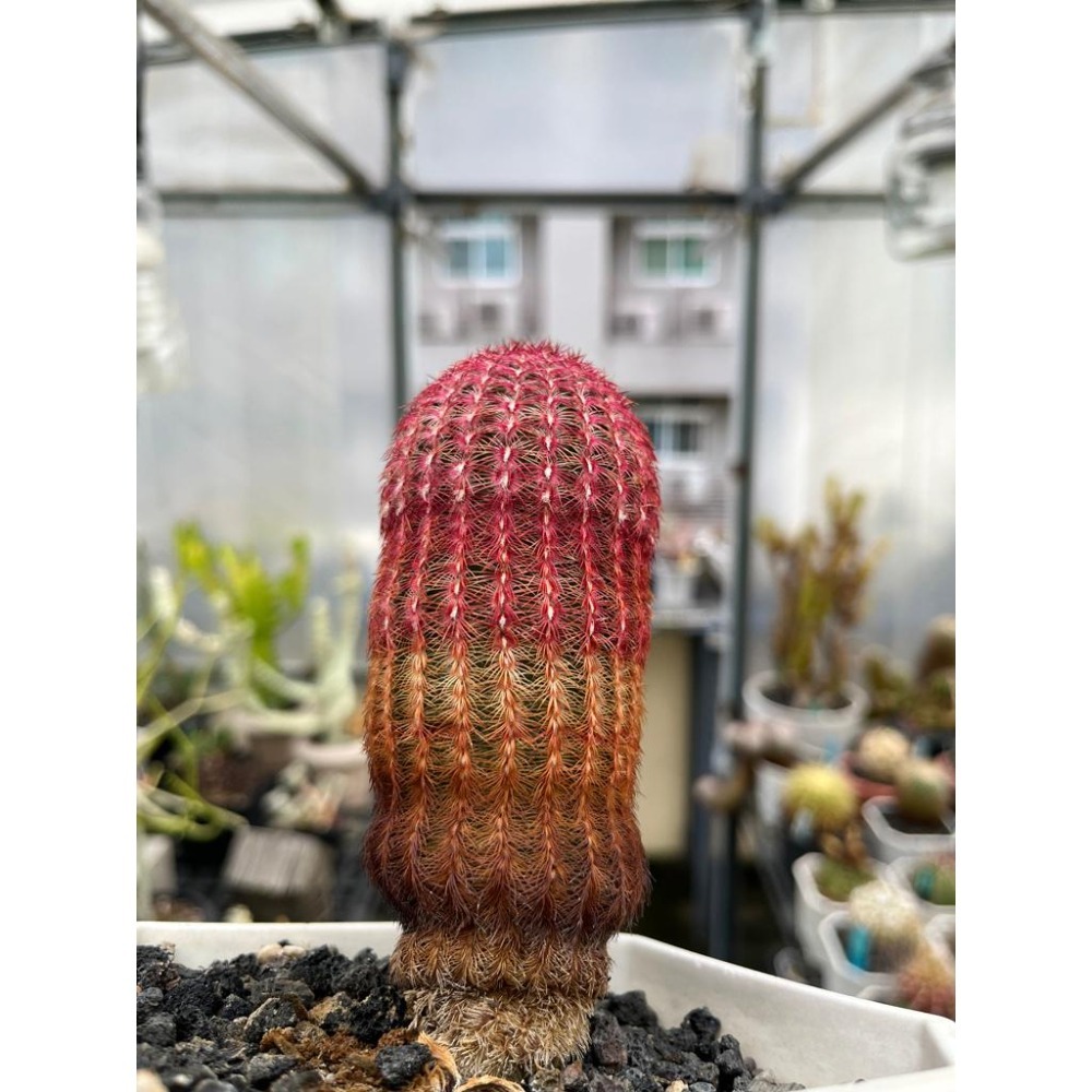 (老叢)紫太陽仙人掌-肥咖多肉 (10/6拍) 4.5吋 含盆寄-細節圖3