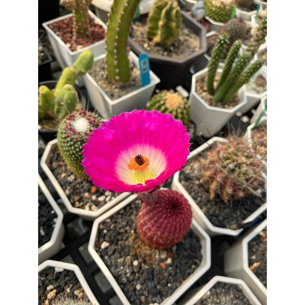 (老叢)紫太陽仙人掌-肥咖多肉 (10/6拍) 4.5吋 含盆寄-細節圖4