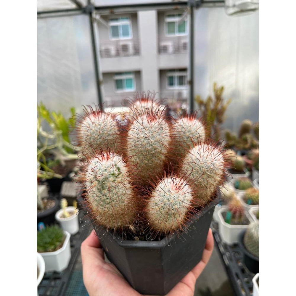 (老欉 多頭)豐明丸仙人掌-肥咖多肉 (10/6拍) 4.5吋 含盆寄-細節圖2