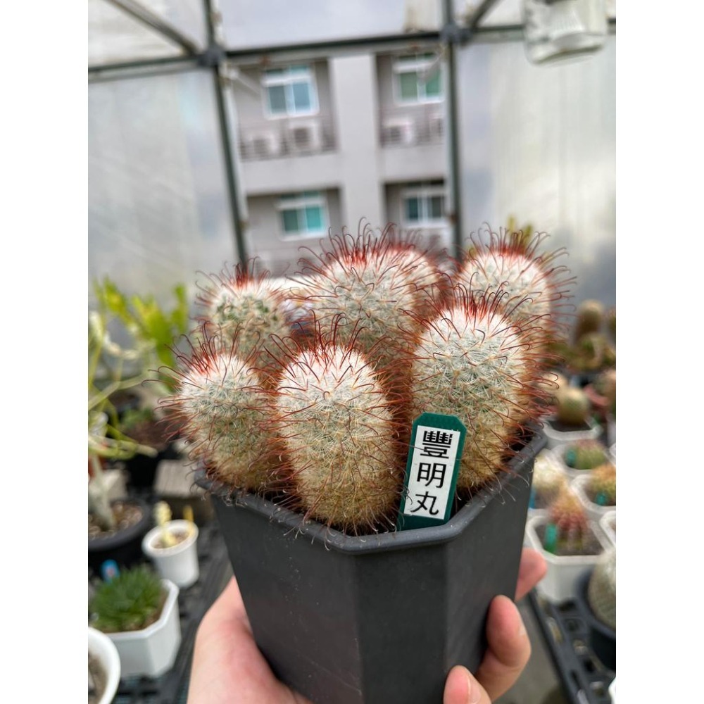 (老欉 多頭)豐明丸仙人掌-肥咖多肉 (10/6拍) 4.5吋 含盆寄-細節圖3