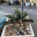 不知名虎尾蘭-肥咖多肉 (10/6拍)  4吋 裸根寄送-規格圖3