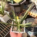 狐狸尾巴-肥咖多肉(11/8拍) 4吋3吋 含盆寄-規格圖4