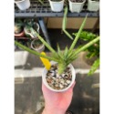 狐狸尾巴-肥咖多肉(11/8拍) 4吋3吋 含盆寄-規格圖4