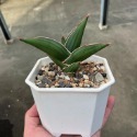 玫瑰武士虎尾-肥咖龍舌蘭 (10/6拍) 含盆寄送&現剪芽-規格圖5