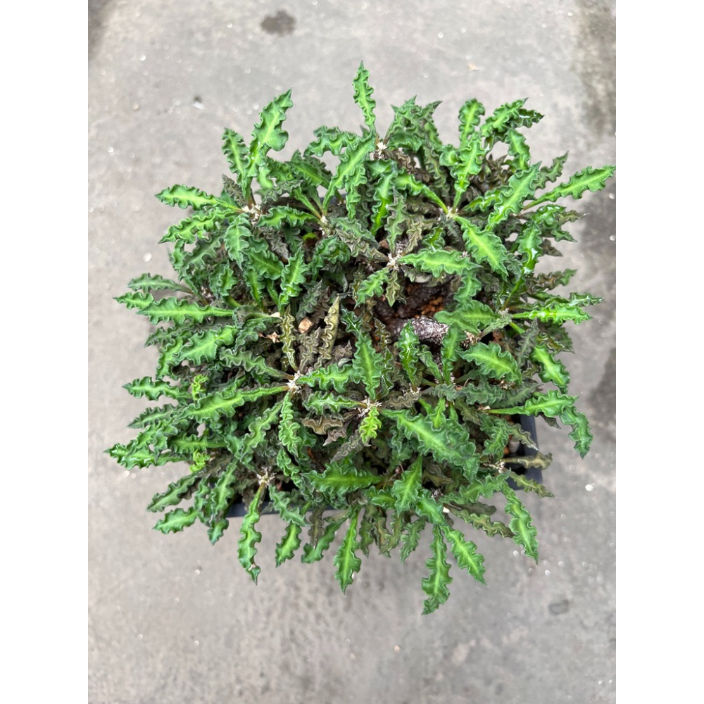 (老欉)皺葉麒麟-肥咖多肉 (10/6拍) 5吋含盆寄送-細節圖2