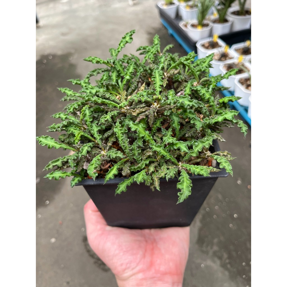 (老欉)皺葉麒麟-肥咖多肉 (10/6拍) 5吋含盆寄送-細節圖3