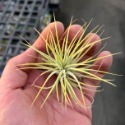 小精靈空鳳-肥咖多肉 (10/6拍) 裸根寄送-規格圖4