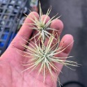 小精靈空鳳-肥咖多肉 (10/6拍) 裸根寄送-規格圖4