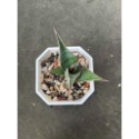 姬鮑魚虎尾蘭-肥咖多肉 (10/6拍) 3.5吋 含盆寄送-規格圖2
