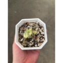 蒼龍閣錦-肥咖多肉 (10/6拍) 3.5吋 含盆寄送-規格圖3