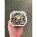 蒼龍閣錦-肥咖多肉 (10/6拍) 3.5吋 含盆寄送-規格圖3