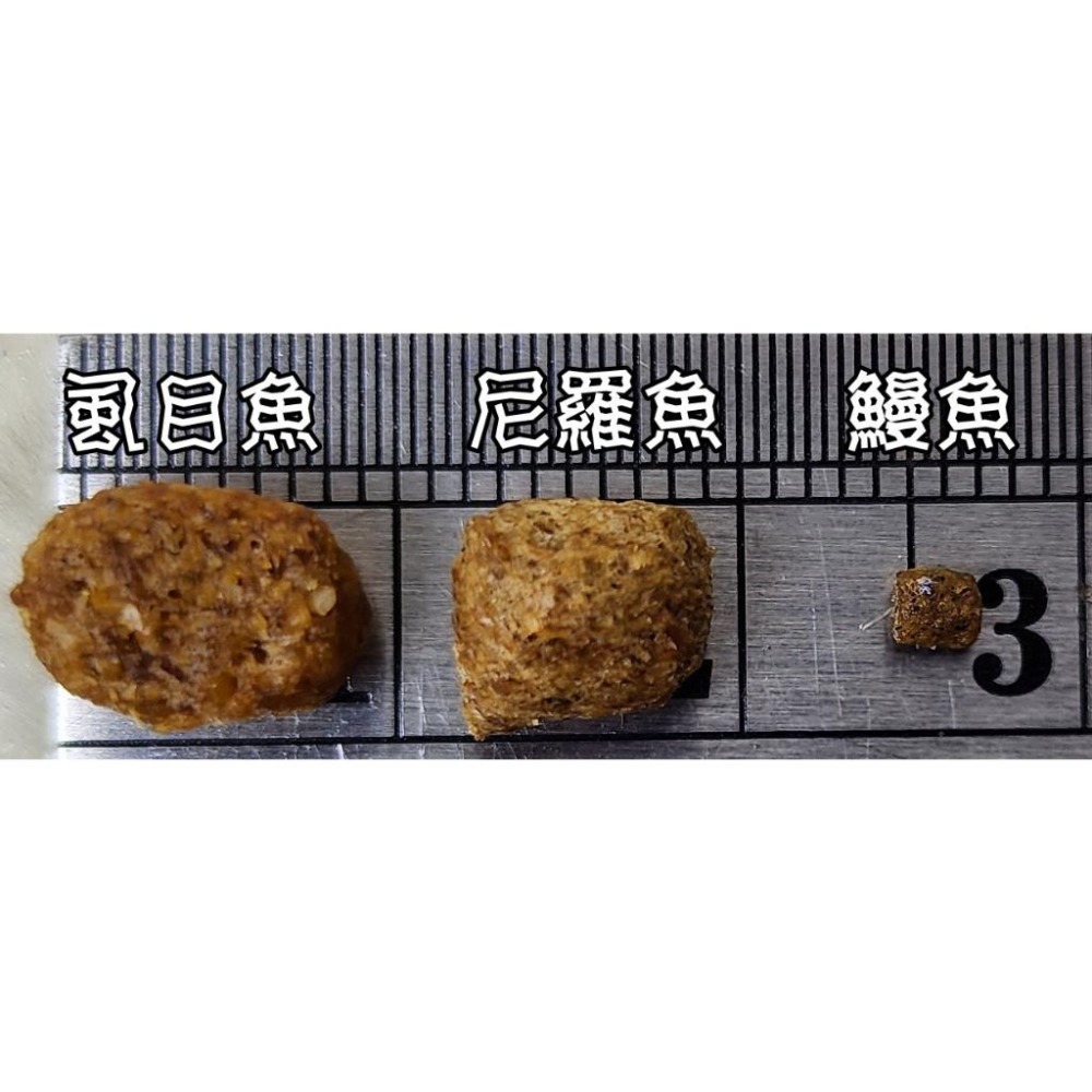 【魚戰釣具】鰻魚浮水粒子  可飼養中小型觀賞魚 最佳營養魚飼料 福壽 鯽魚  鯉魚 日鯽 魚餌 拉絲  綜合餌  狀態粉-細節圖4