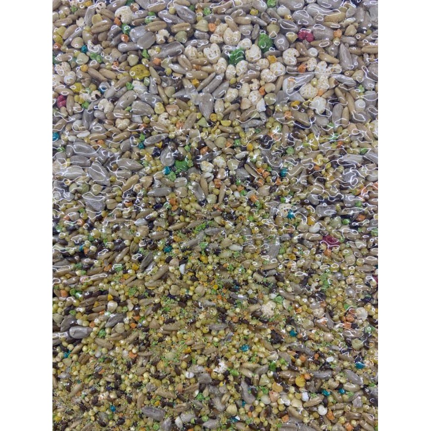 實體門市｜藍亞仕｜頂級無殼飼料｜無殼｜鸚鵡飼料｜淺藍｜凱克｜玄鳳｜小太陽｜和尚｜金太陽｜月輪｜學吃｜翔帥寵物生活館-細節圖2
