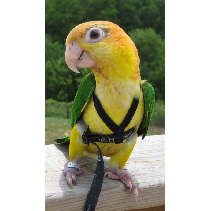 實體門市｜Aviator外出繩｜美國品牌｜穿戴簡便｜輕巧無負擔｜彈性拉繩｜鸚鵡｜阿迷購｜翔帥寵物生活館-細節圖4