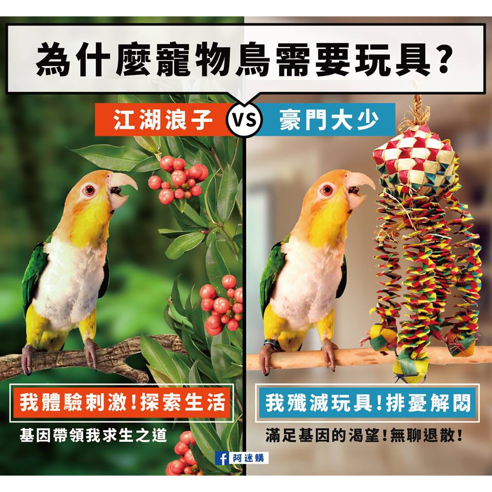 實體門市｜超值驚奇組｜吊掛玩具｜Amigo｜鸚鵡玩具｜中小型｜小型｜阿迷購｜虎皮｜愛情鳥｜玄鳳｜小太陽｜翔帥寵物生活館-細節圖2