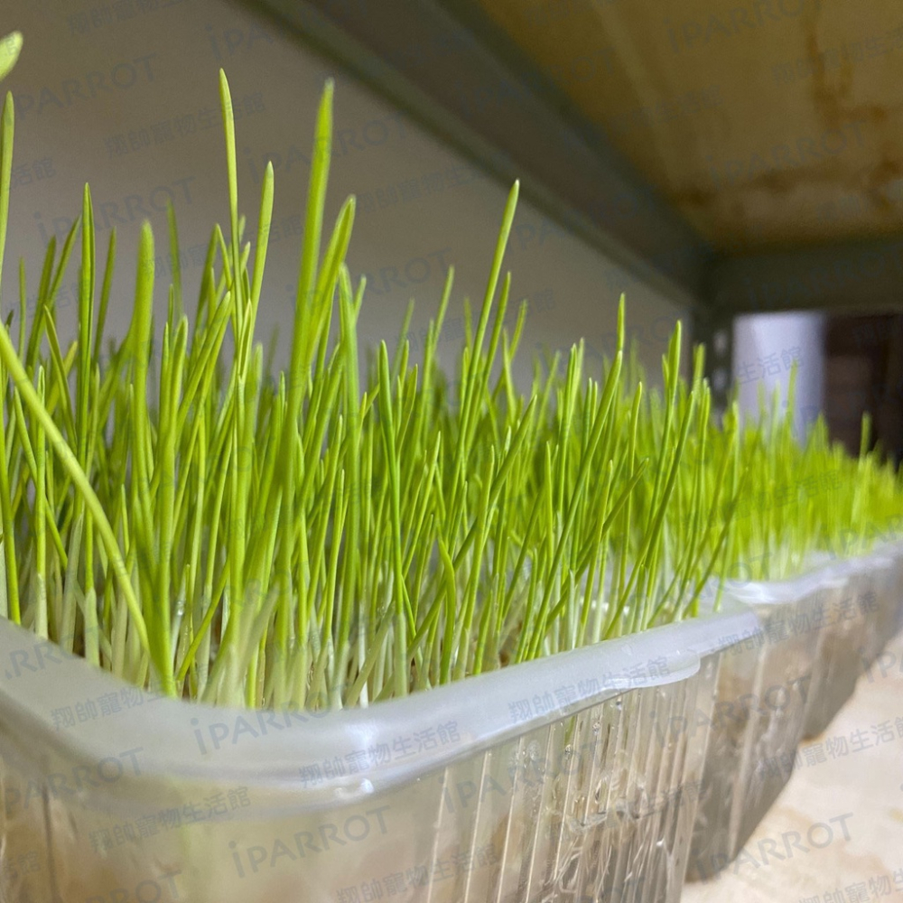 實體門市｜DIY貓草種植組｜小麥草｜大麥草｜貓草｜寵物用品｜貓零食｜貓用品｜翔帥寵物生活館｜AAA-細節圖2