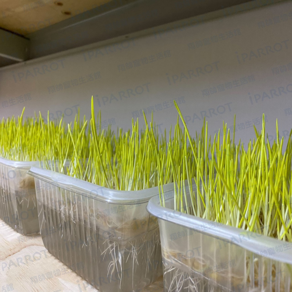 實體門市｜DIY貓草種植組｜小麥草｜大麥草｜貓草｜寵物用品｜貓零食｜貓用品｜翔帥寵物生活館｜AAA-細節圖3