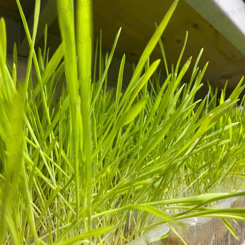 實體門市｜DIY貓草種植組｜小麥草｜大麥草｜貓草｜寵物用品｜貓零食｜貓用品｜翔帥寵物生活館｜AAA-細節圖4