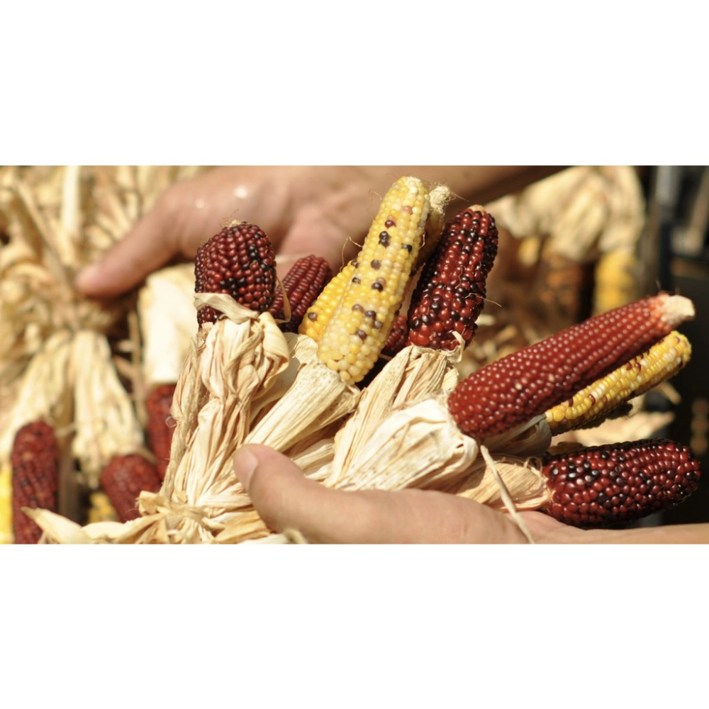 實體門市｜翔帥寵物生活館｜乾燥玉米｜彩色玉米穗｜倉鼠｜黃金鼠｜天竺鼠｜鸚鵡零食｜倉鼠磨牙點心｜寶石玉米穗｜AAA-細節圖2