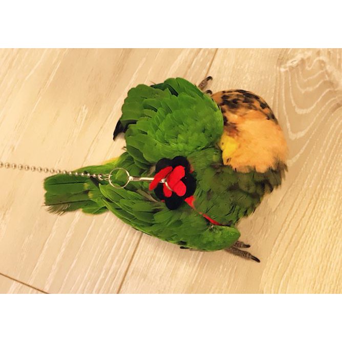 台灣現貨 | 鸚鵡牽引背帶飛行繩 | 外出繩 | 鸚鵡用品 | 鳥飛行繩 | 鸚鵡飛行繩 | 翔帥寵物生活館-細節圖7