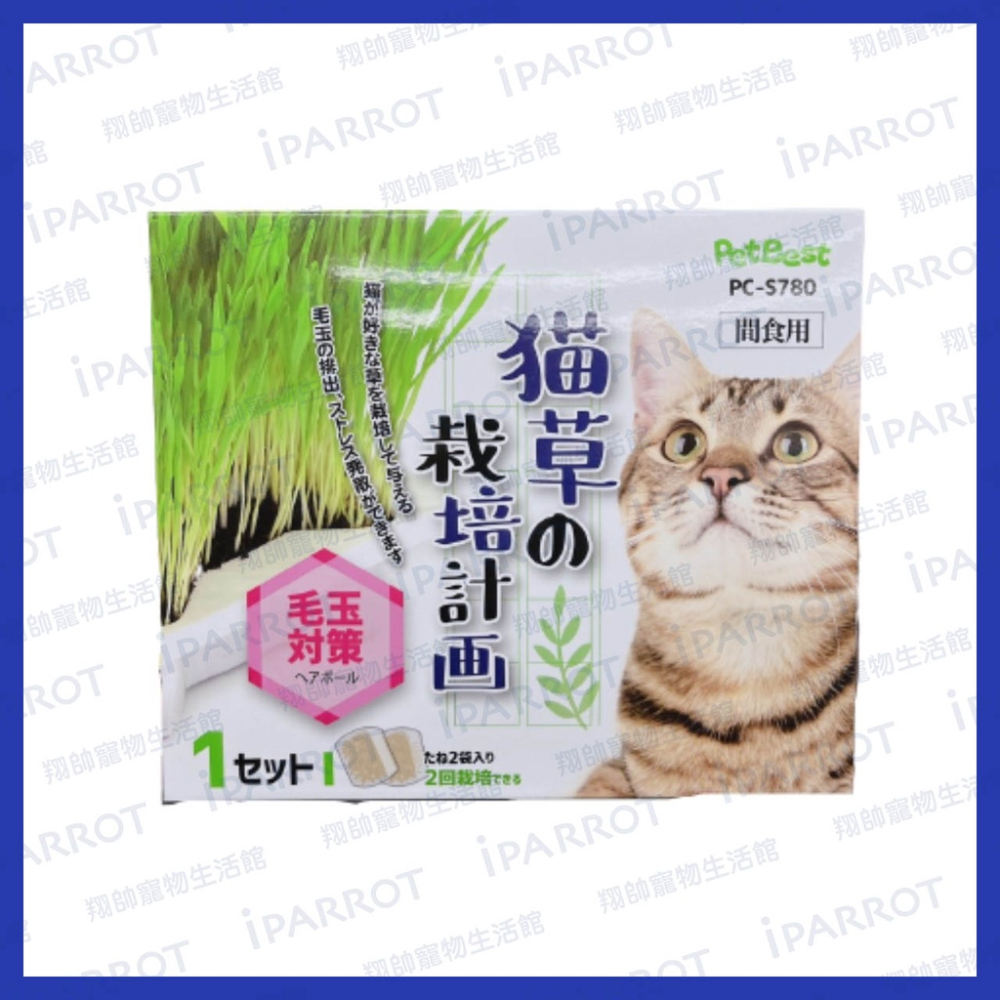 PetBest | 貓草種子 | 貓草盆栽 | DIY貓草種植組 | 貓草的栽培計劃 | 兩包入超值盒 | 翔帥寵物生活