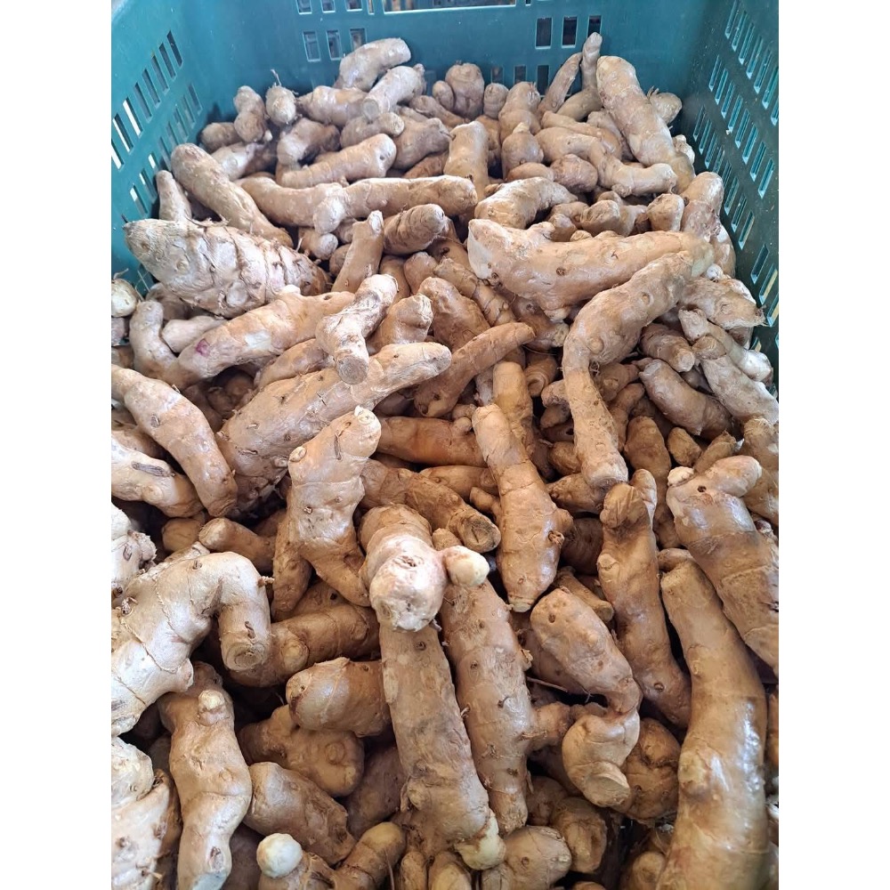 薑黃五合一綜合薑黃膠囊 「紅/秋/紫/春/白薑黃」 植物性膠囊素食可/SGS檢驗合格/已投保食品責任險-細節圖4