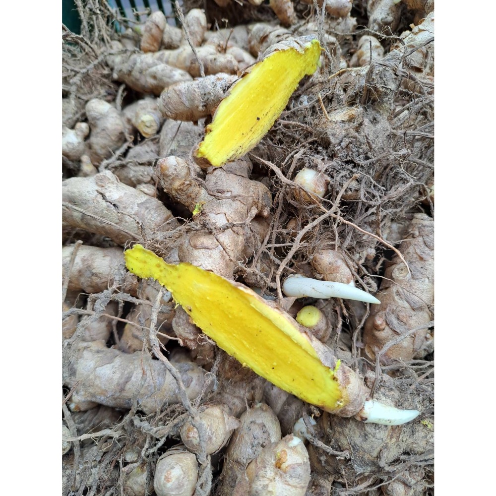 薑黃五合一綜合薑黃膠囊 「紅/秋/紫/春/白薑黃」 植物性膠囊素食可/SGS檢驗合格/已投保食品責任險-細節圖5
