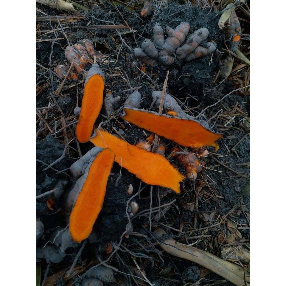 薑黃五合一綜合薑黃膠囊 「紅/秋/紫/春/白薑黃」 植物性膠囊素食可/SGS檢驗合格/已投保食品責任險-細節圖8