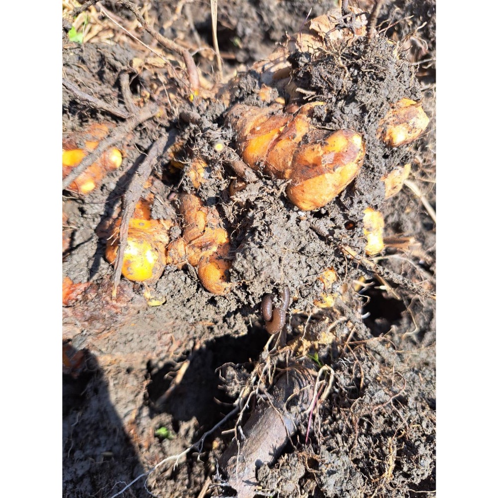 薑黃五合一綜合薑黃膠囊 「紅/秋/紫/春/白薑黃」 植物性膠囊素食可/SGS檢驗合格/已投保食品責任險-細節圖9