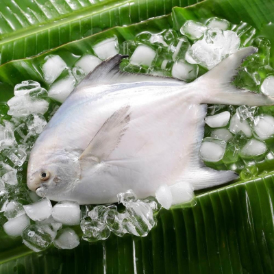 華得水產 鮮嫩野生白鯧魚(220-280G/尾)