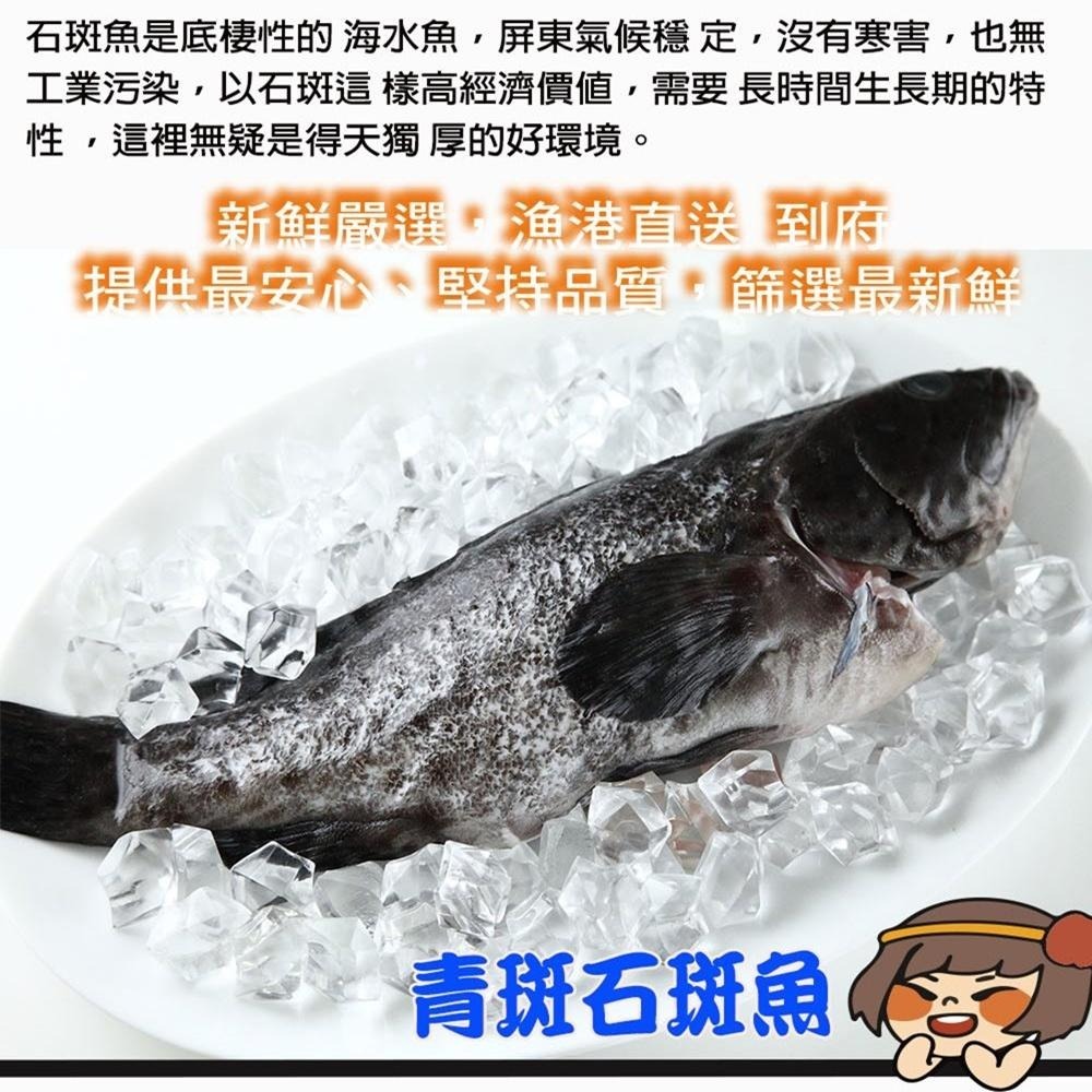 華得水產 特大青斑石斑魚(500-600g/尾)-細節圖2