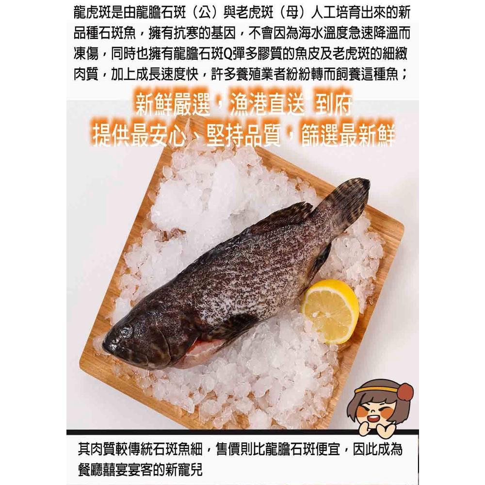 華得水產 特大龍虎石斑魚1尾(500-600g/尾)-細節圖4