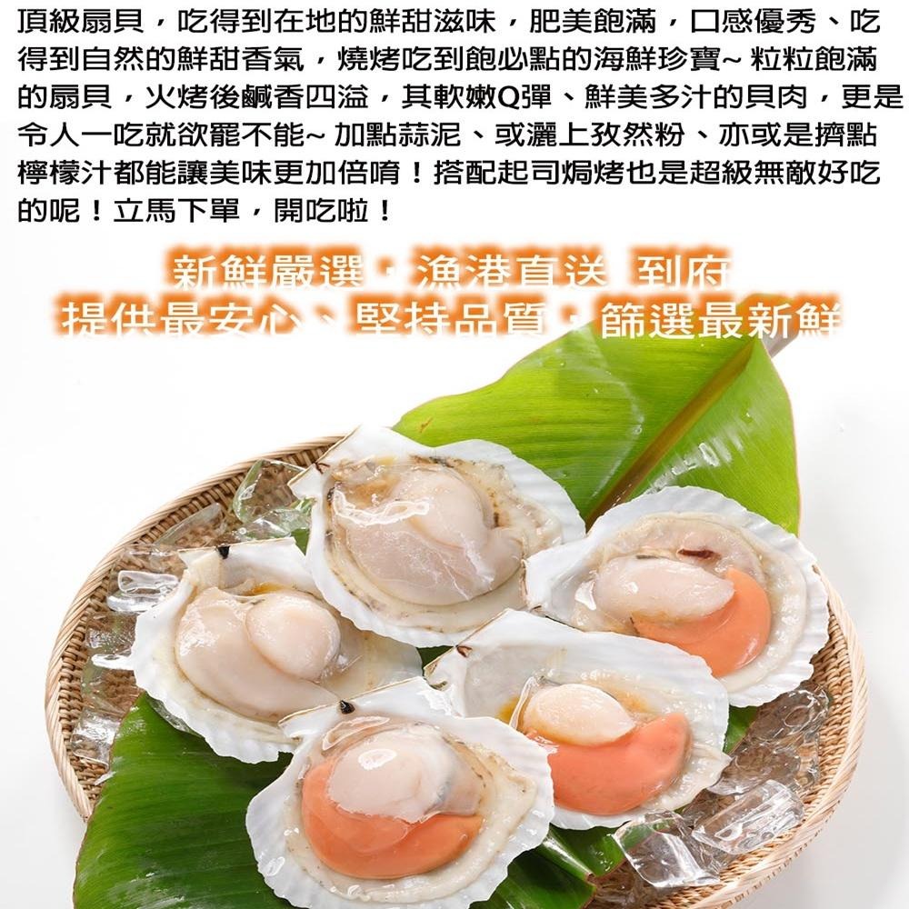華得水產 生凍頂級半殼扇貝(500g/份)-細節圖3