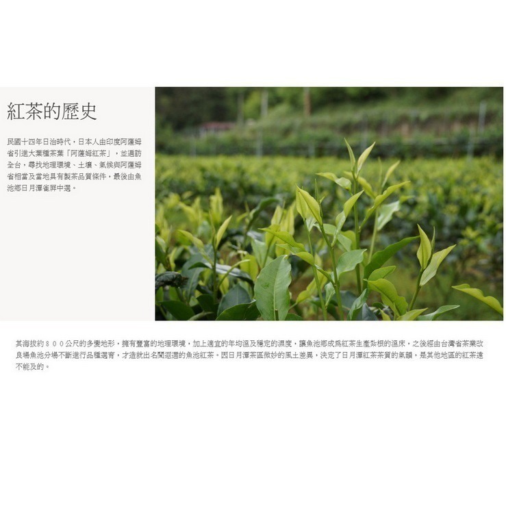 【魚池鄉農會】冷泡茶 紅玉18號茶包禮盒(平面茶包/三角立體茶包)(冷熱皆宜)-超好喝!-細節圖5