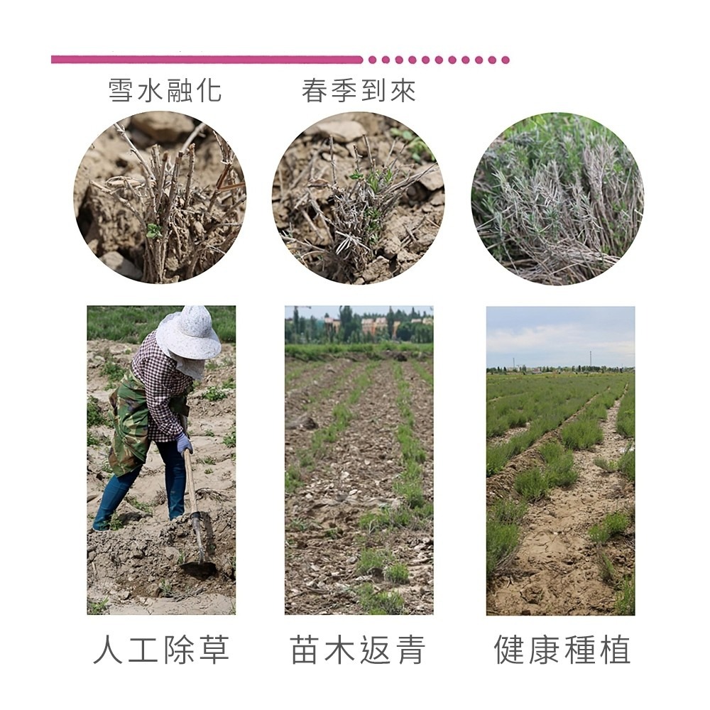 5A等級純天然薰衣草香包｜彤夫人生活百貨-細節圖5