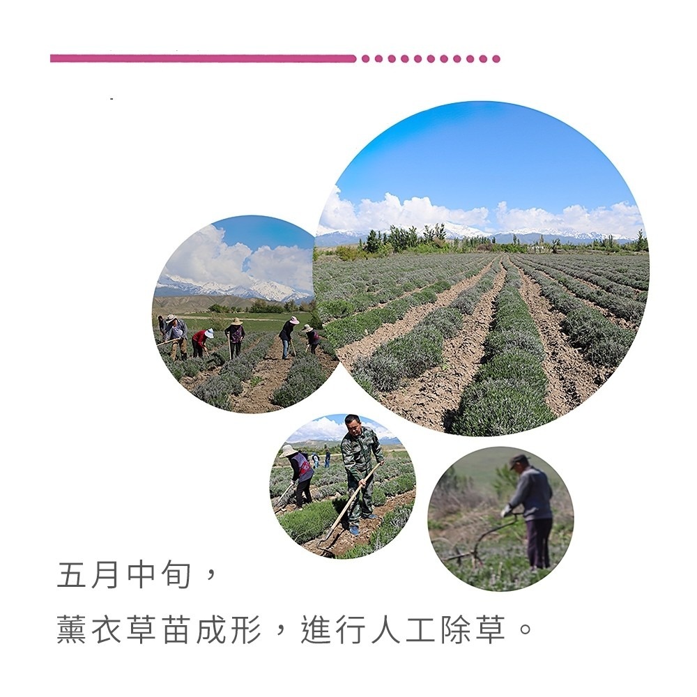 5A等級純天然薰衣草香包｜彤夫人生活百貨-細節圖6