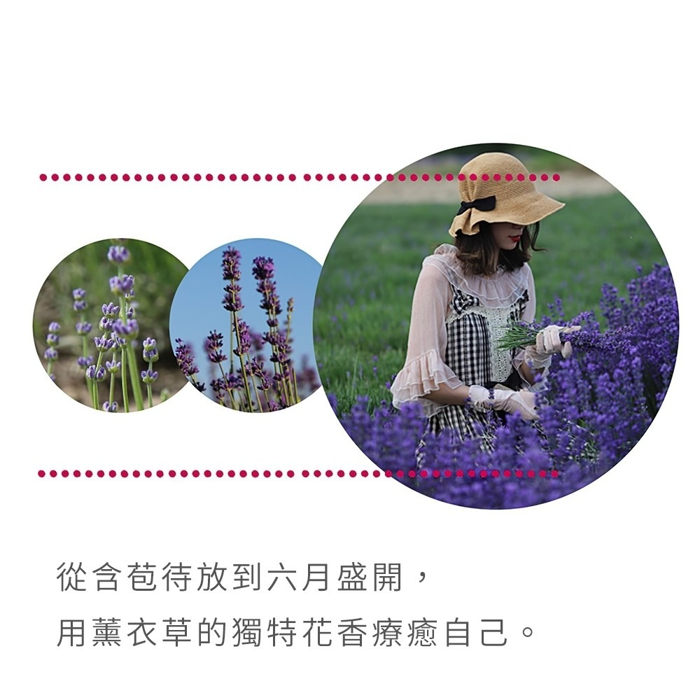 5A等級純天然薰衣草香包｜彤夫人生活百貨-細節圖7