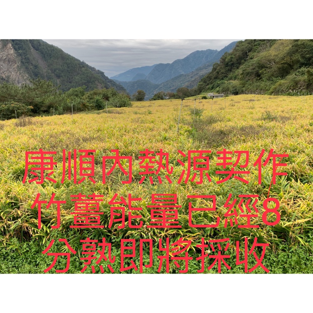 康順台灣竹薑片1包200克3包600克1100元另售原始點竹薑片.薑粉.薑丸.薑膏.薑黃-細節圖8